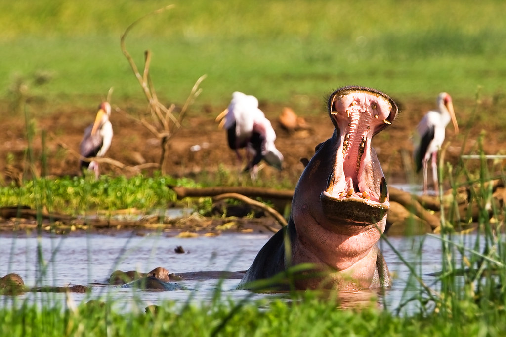 Hippo-in-Hippo-Pool-at-Lake-Manyara.jpg