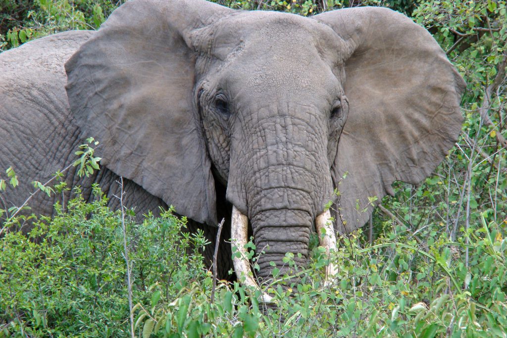 elephant-971471_1920-1024x683.jpg