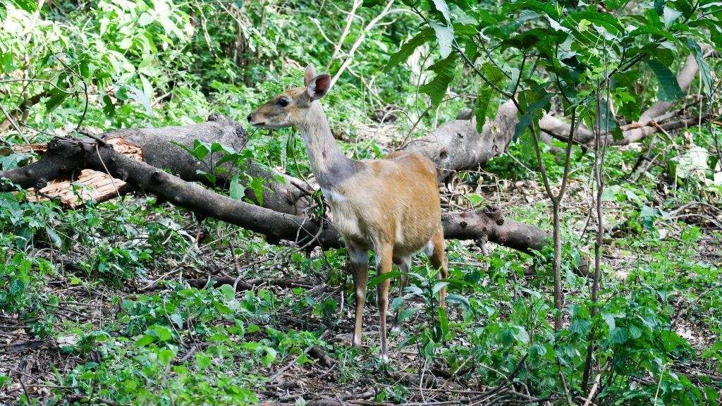 Lake-Manyara-forest-bushbuck-1024x576.jpg
