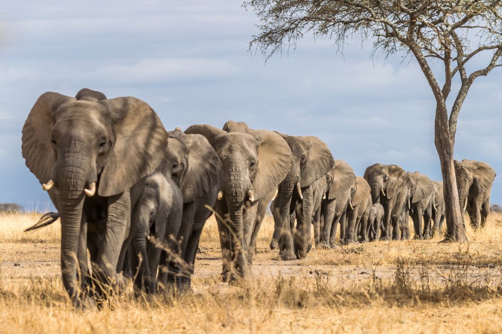 Elephant-herd-Tarangire-1-1024x682.jpg