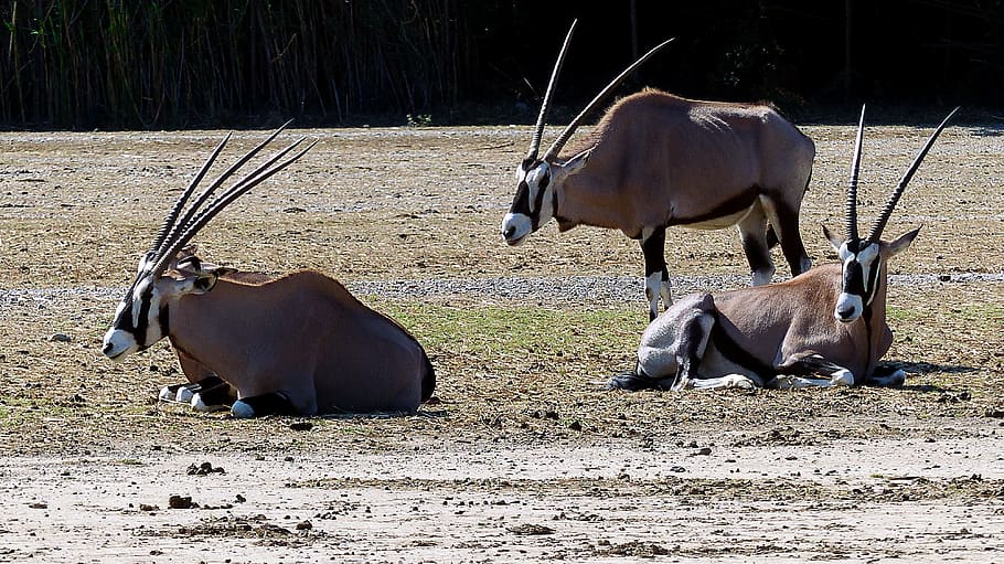 animals-oryx-nature-africa.jpg