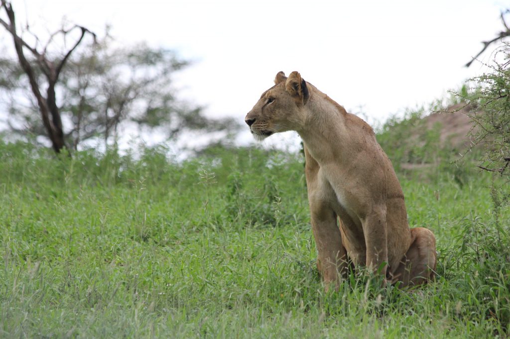 Lionness-in-Tarangire-1024x682.jpg