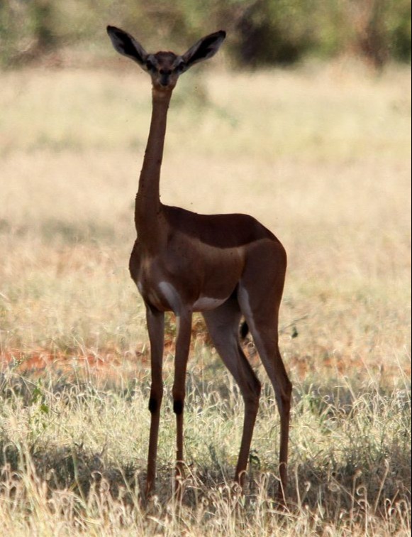 Gerenuk standing and looking at camera in Tarangire National Park