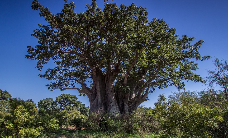 baobab-5024719_960_720.jpg