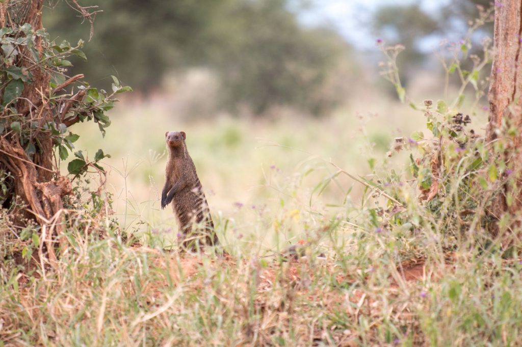 Banded-moongoose-Tarangire-1-1-1024x682.jpg