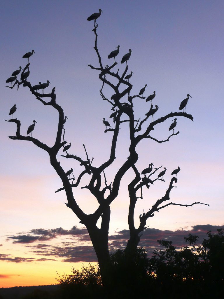 Tarangire-birds-silhouette-tree-sunset-768x1024.jpg