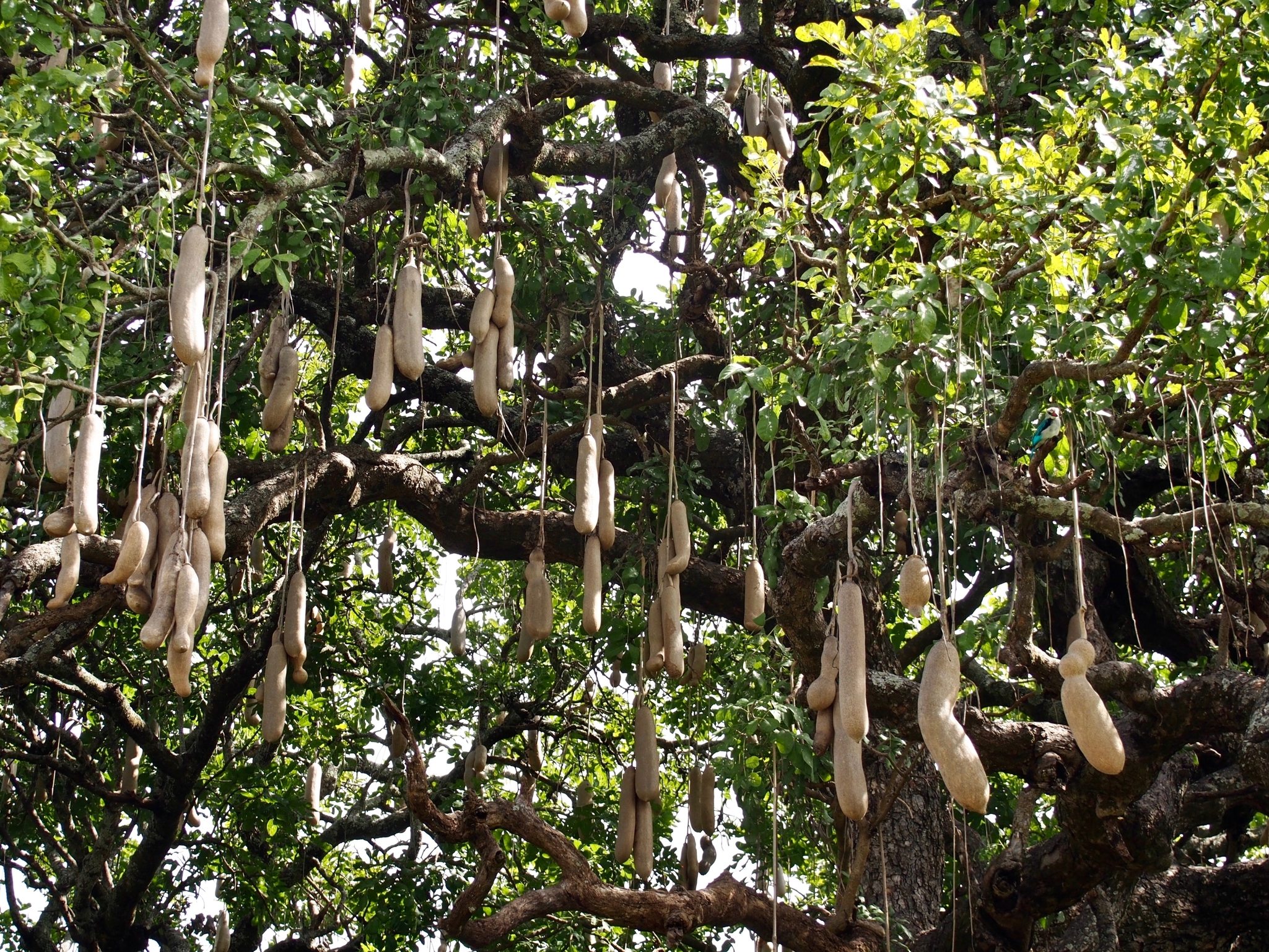 Ours. S. Sausage tree or kigelia