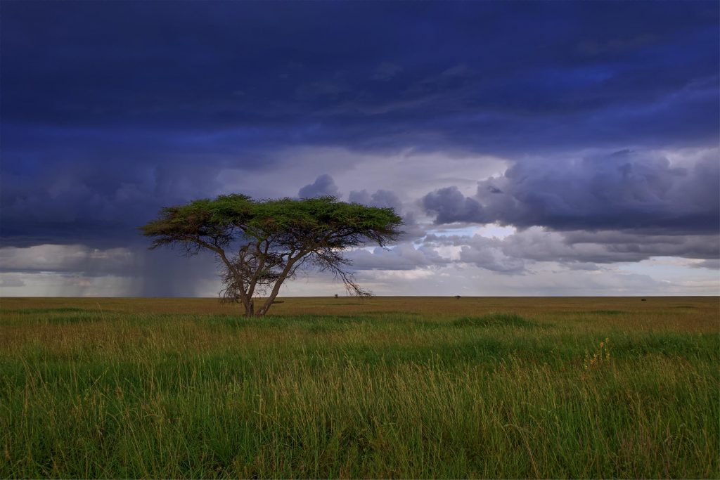 Serengeti-tree-1024x683.jpg