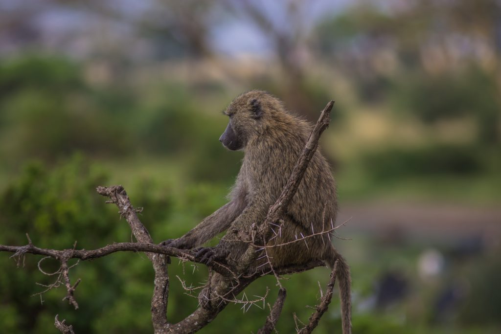 Baboon-in-a-tree-in-serengeti-1024x683.jpg