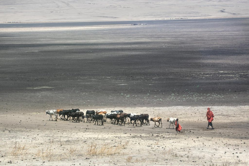 Maasai-herding-cattle-in-Serengeti-1024x683.jpg