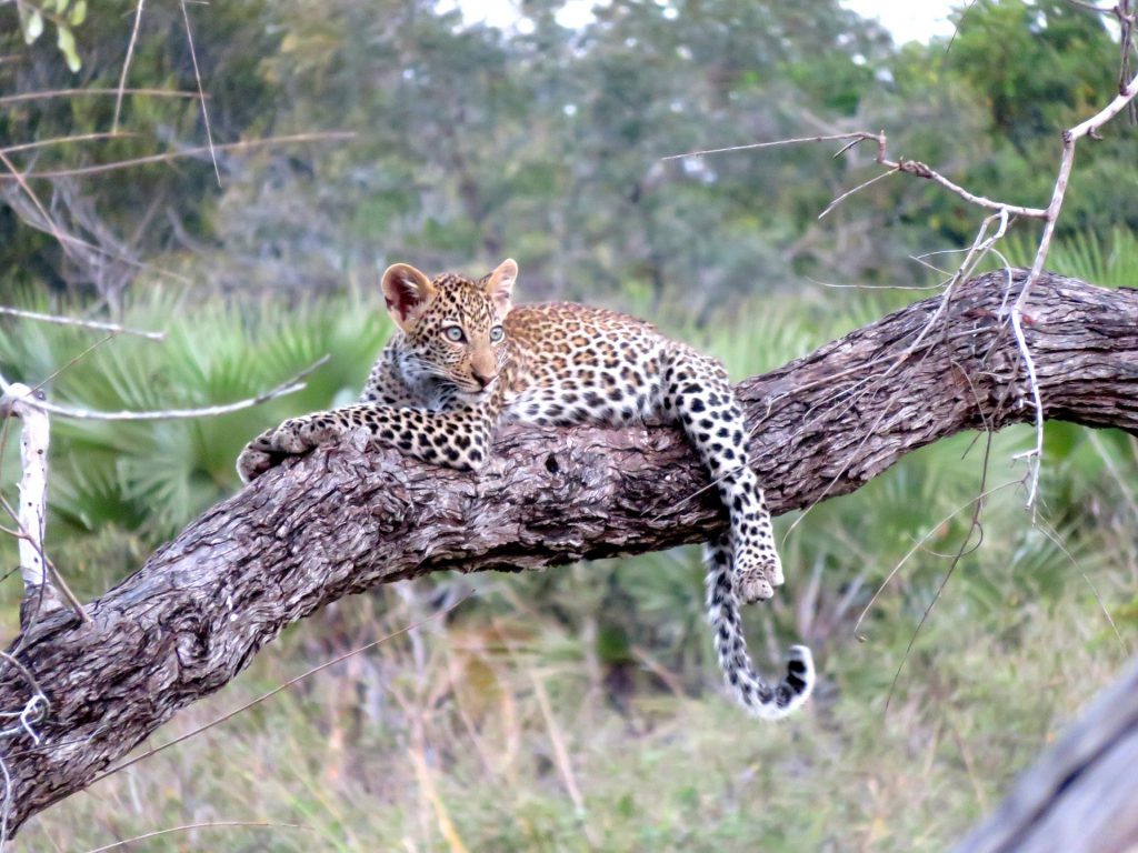 leopard-on-a-tree-1-1024x768.jpg