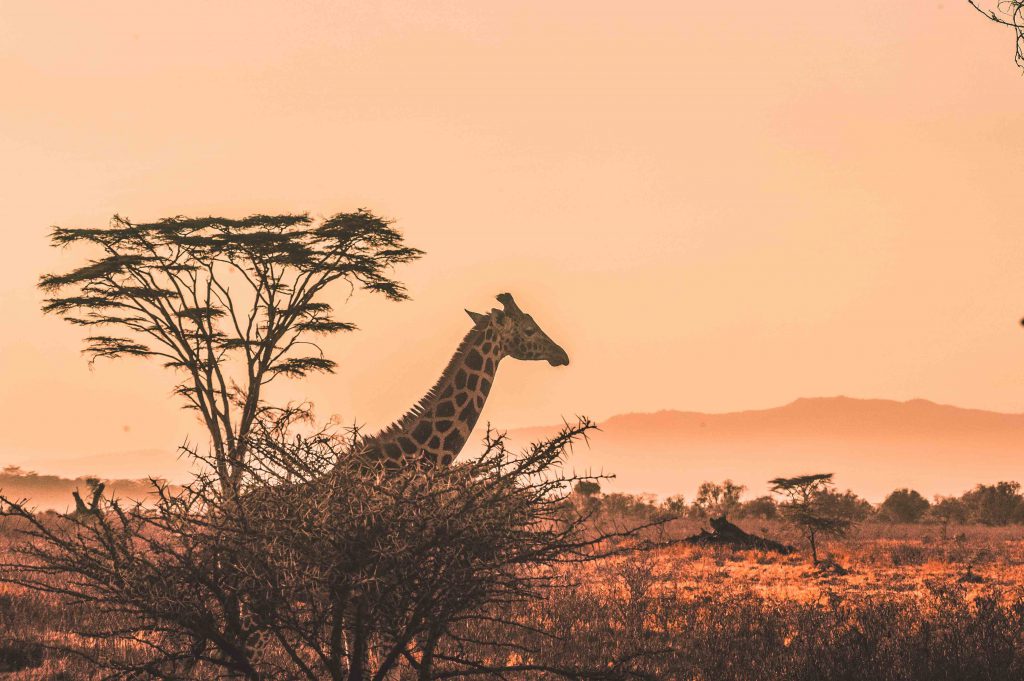 Giraffe-by-thorn-tree-at-sunset-1024x681.jpg