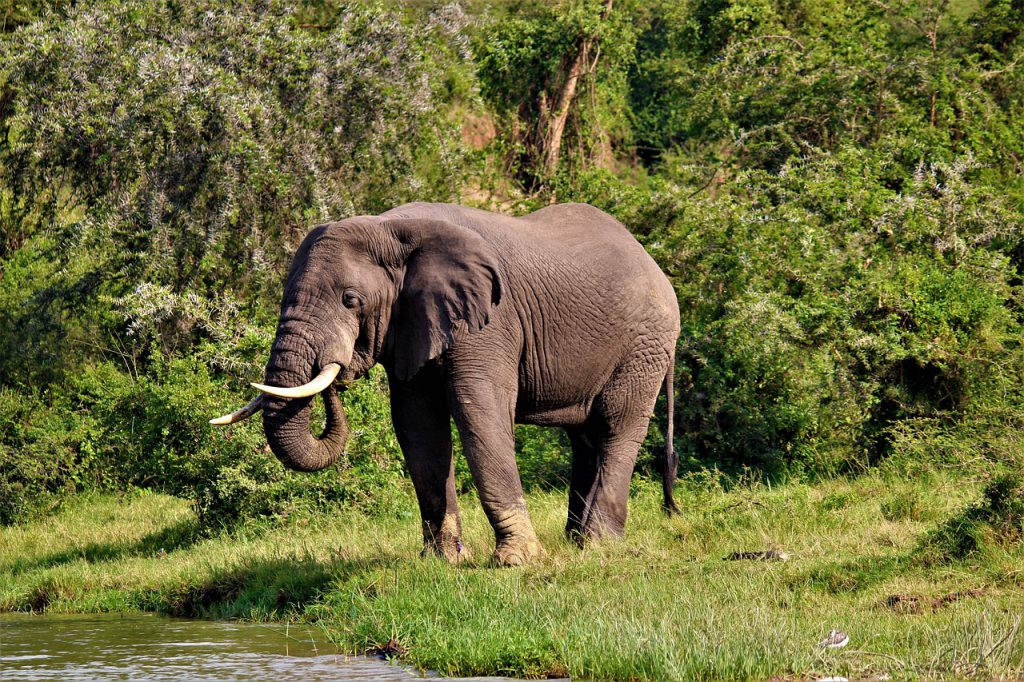 African-elephant-by-water-1024x682.jpg