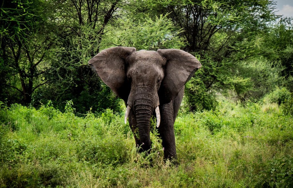 Elephant-Serengeti-1-1024x768.jpg