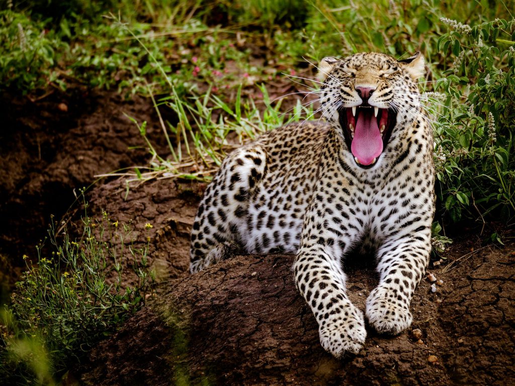 Serengeti-leopard-yawning-1024x768.jpg