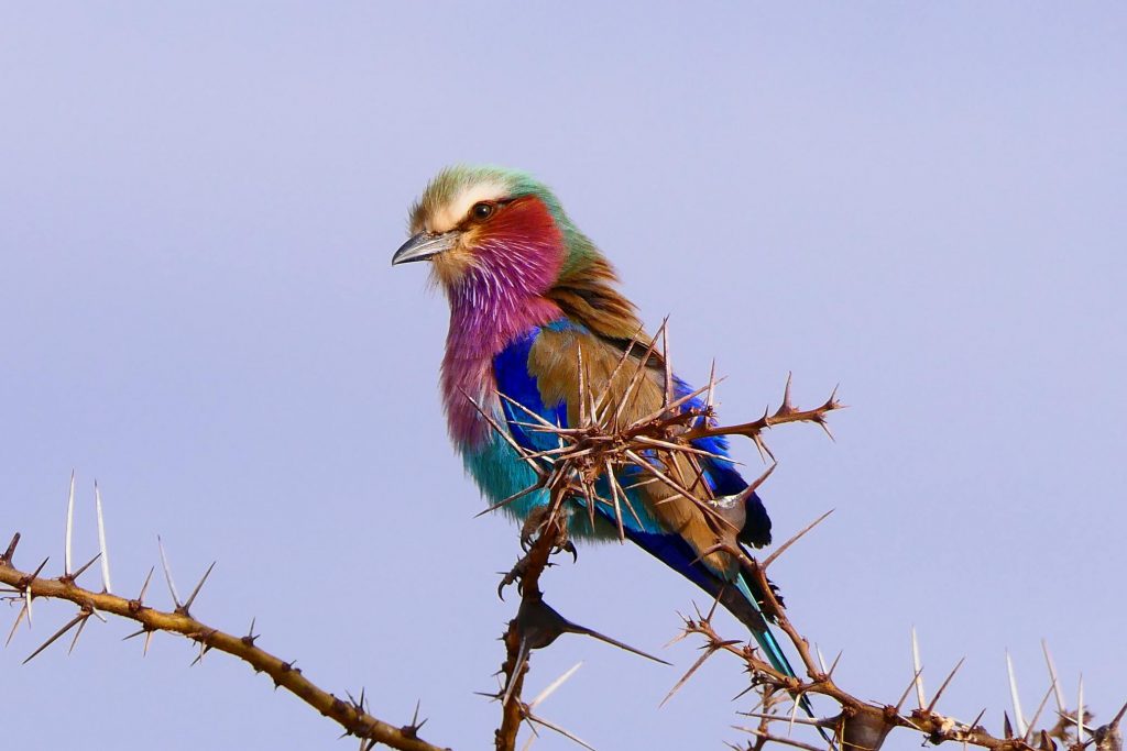 Lilac-breasted-roller-2-1024x683.jpg