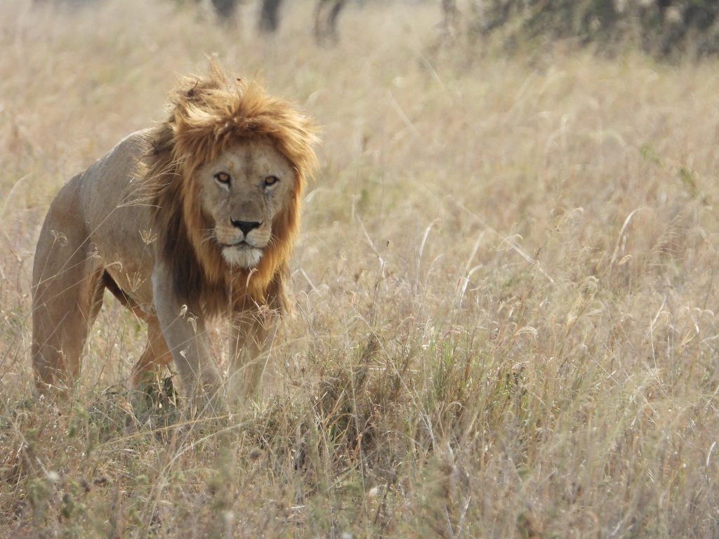 lion-in-brown-grass-1024x768.jpg