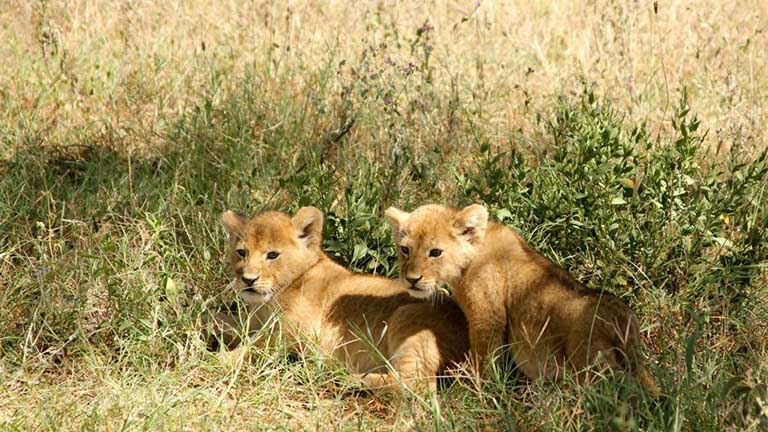 Lion-cubs-in-grass.jpg