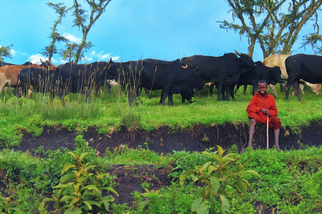 Maasai-boy-and-cattle-herd-1024x682.jpg