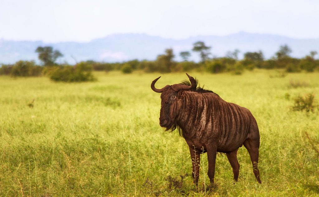 wildebeest-2800392_1920-1024x632.jpg