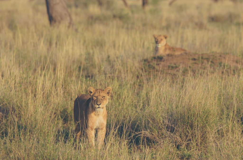 Lion-cubs-looking-at-lioness-1024x675.jpg