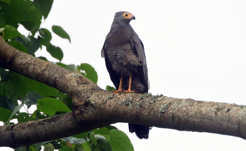 african-harrier-hawk-queen-elizabeth-national-park-uganda.jpg