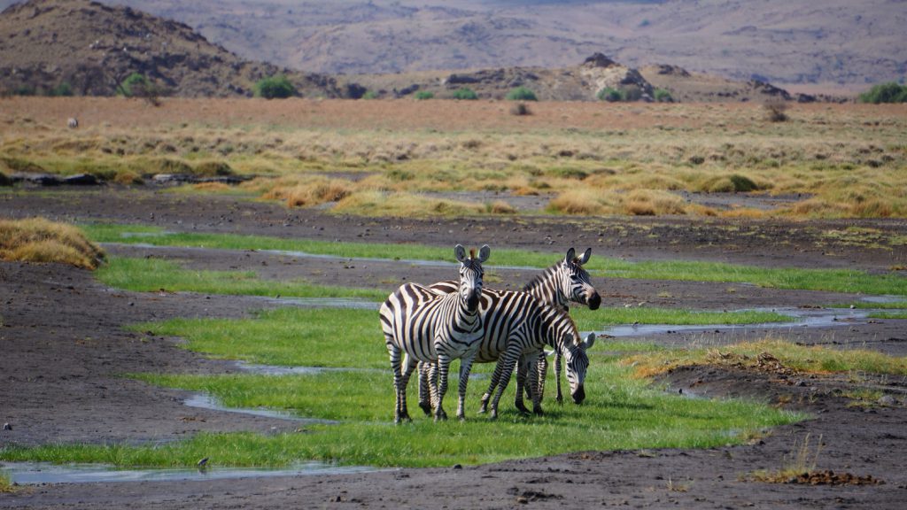 Zebras-1-1024x576.jpg