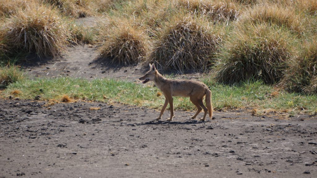 Lake-Natron-jackal-1024x575.jpg