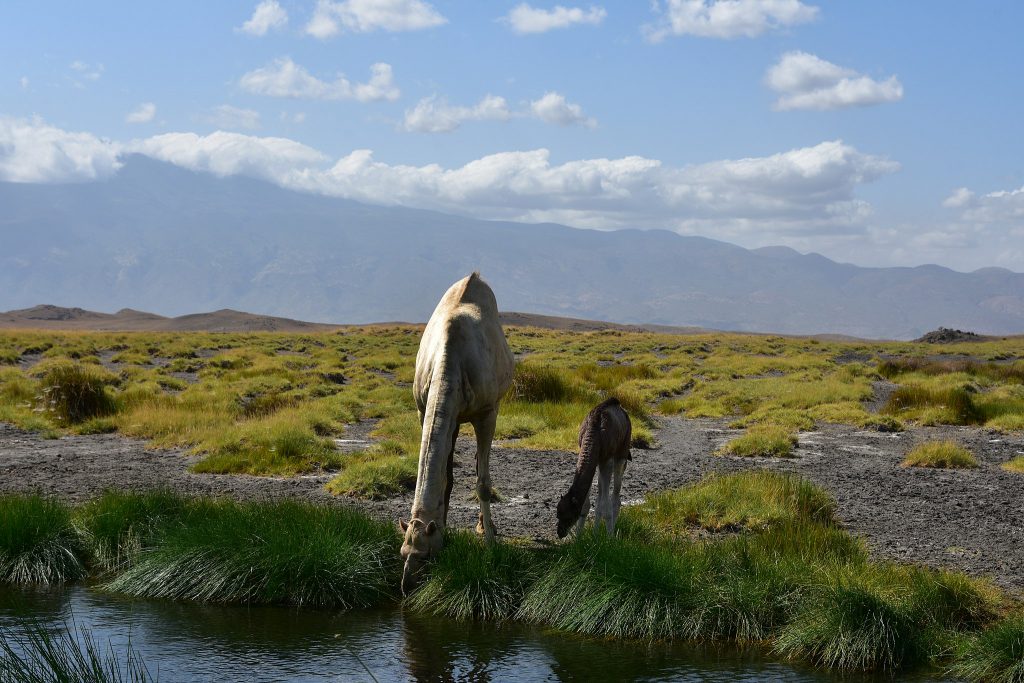 Camels-at-Lake-Natron-1024x683.jpeg