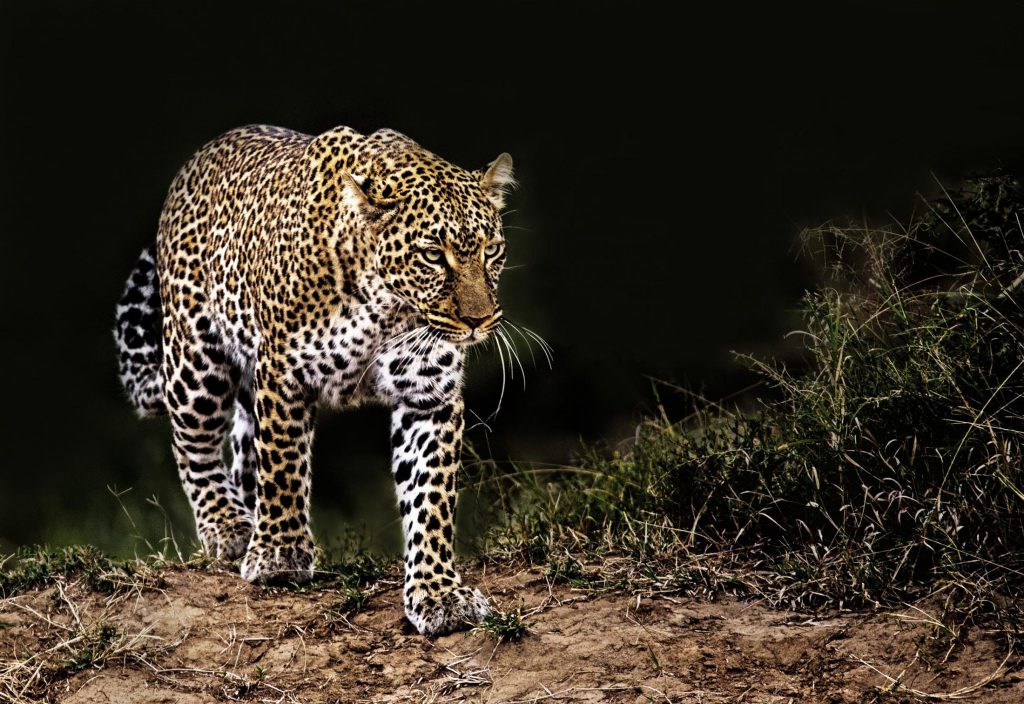 leopard-in-serengeti-1024x704.jpg