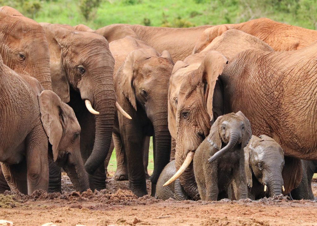 elephant-4736008_1920-1024x731-1.jpg