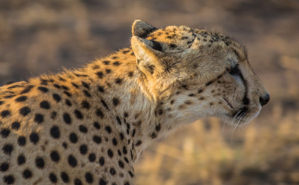 cheetah-close-up-1024x634.jpg