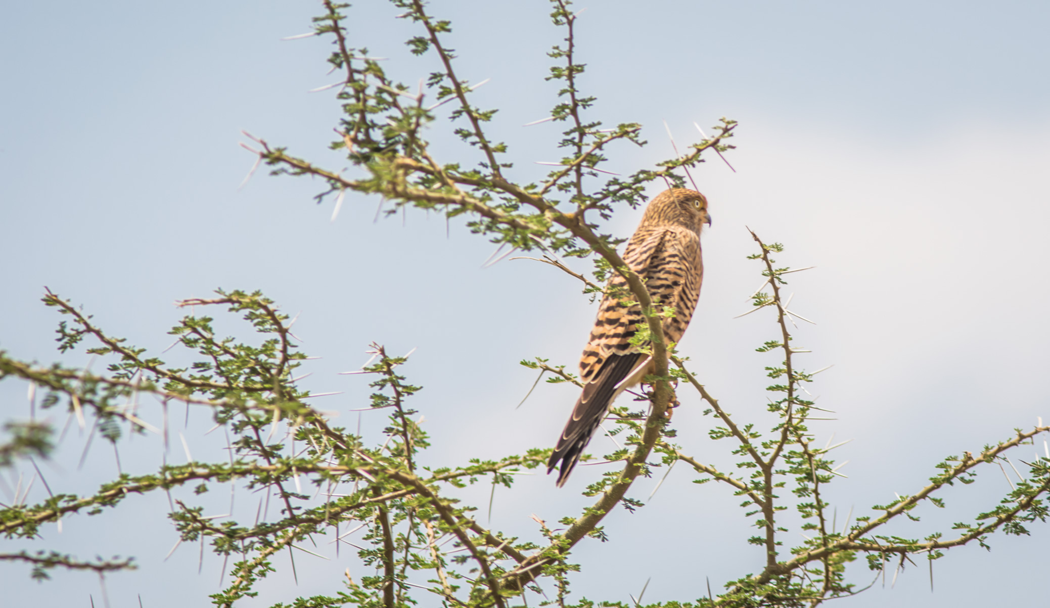 falcon-looking-out-in-serengeti.jpg