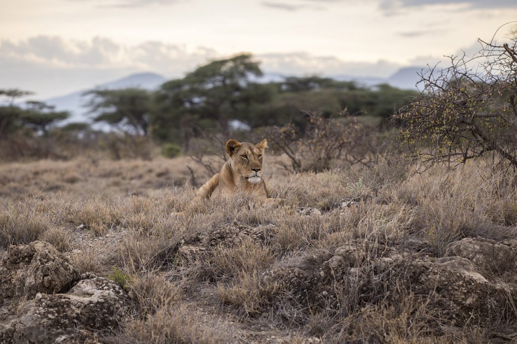 lion-Serengeti-1024x682.jpg