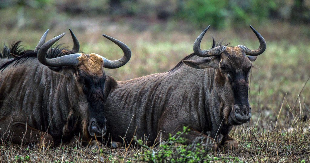 wildebeest-4667602_1920-1024x540.jpg