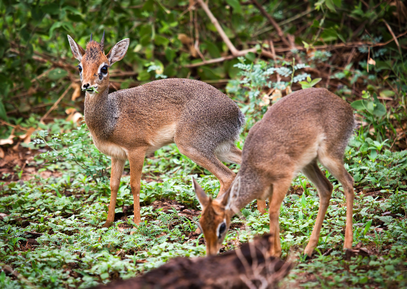 dik-dik-antelopes-in-tanzania.jpg