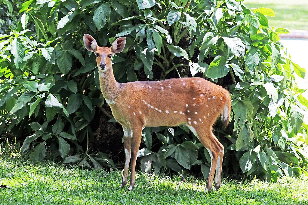 Female (ewe) Cape bushbuck, attrib. required to CJ Sharp
