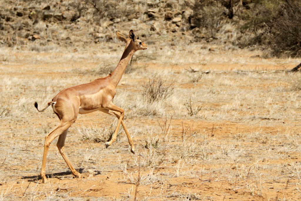 Gerenuk, attrib to V. Storti on Wikipedia