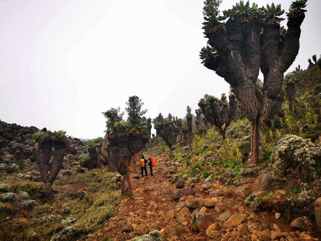 Gaint-groundsels-Kilimanjaro-1-1024x768.jpg