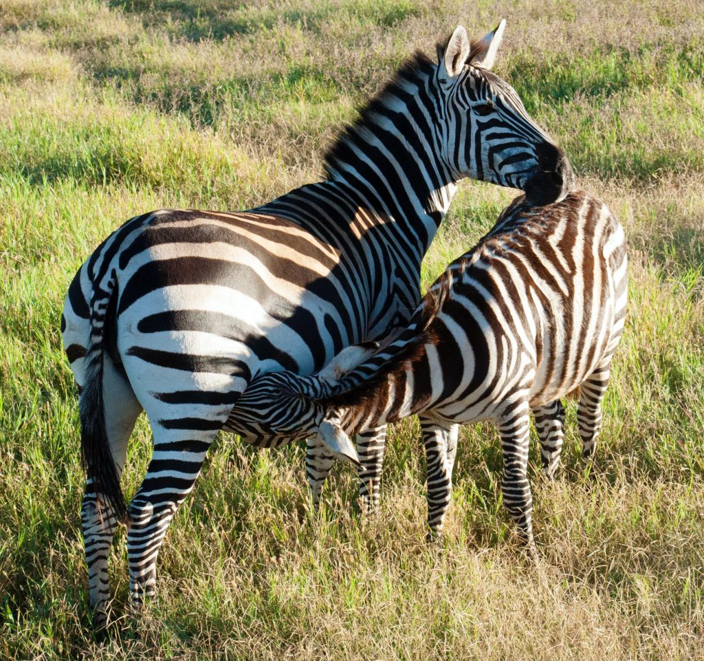 Zebras-Ngorongoro-Crater-1-1024x961.jpg