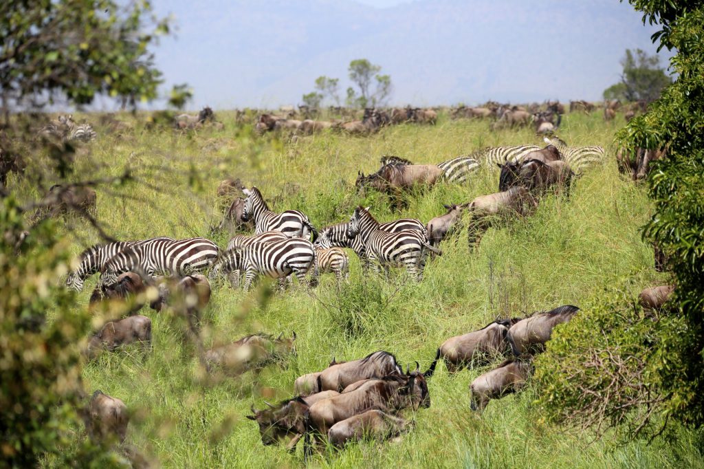 Zebras_Joe_Hunt-1024x682.jpg