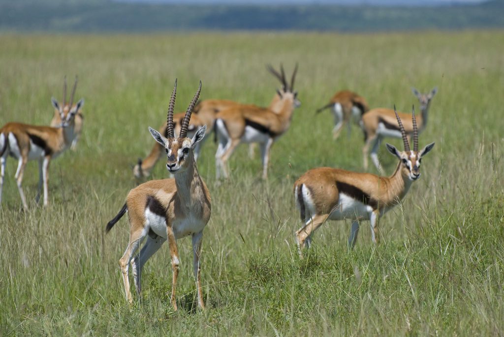 Gazella_thomsoni_in_Masai_Mara-1024x686.jpg