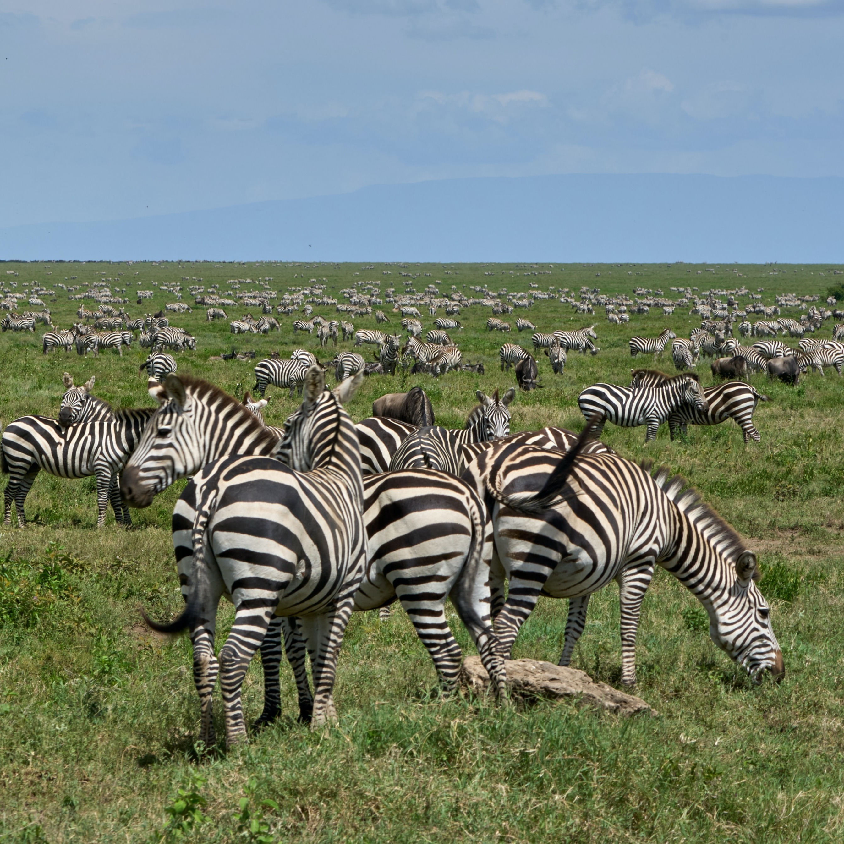 Zebra herd