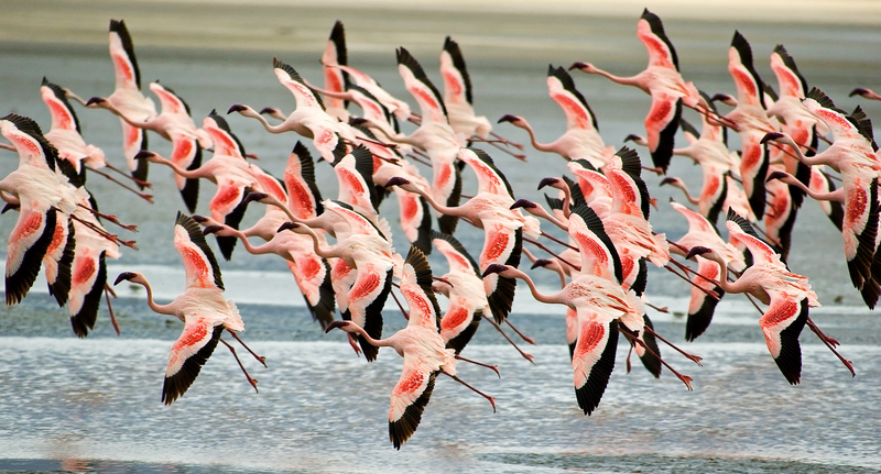 Flamingoes_Ngorongoro_Tanzania.jpg