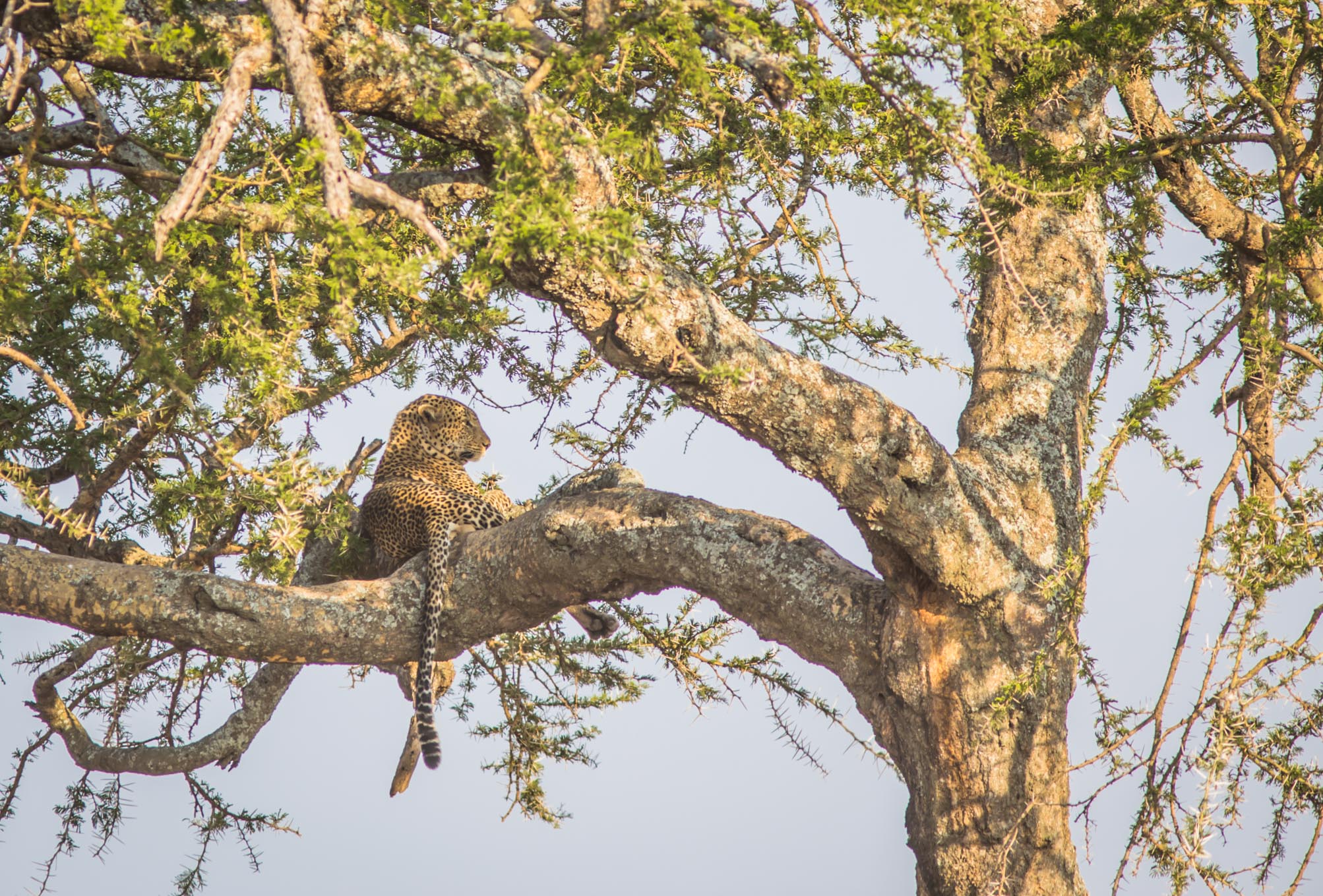 Leopard-in-a-tree-in-serengeti.jpg