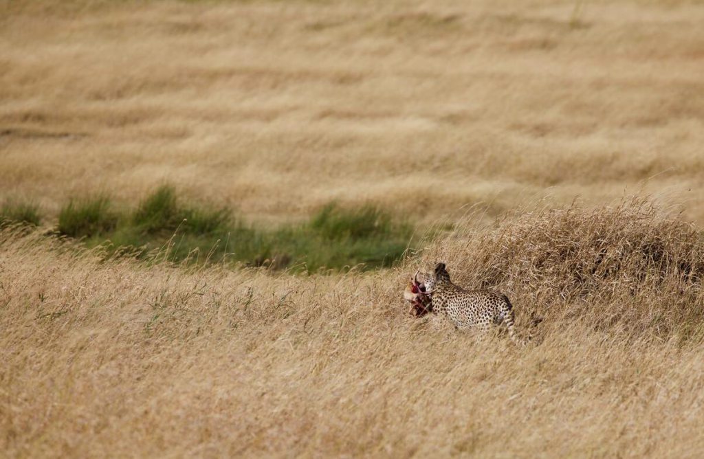 Leopard-and-kill-1-1024x668.jpg