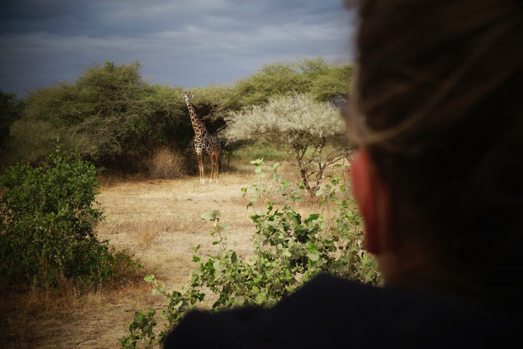 Giraffe-Lake-Manyara-1024x683.jpg