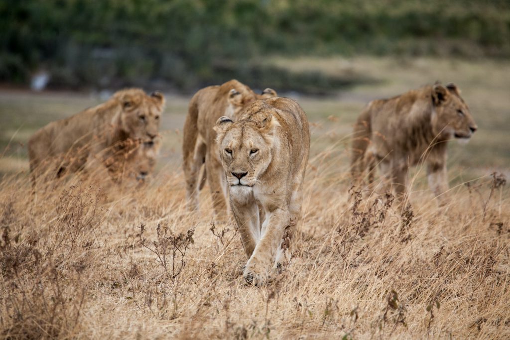 Lion-pride-1024x683.jpg