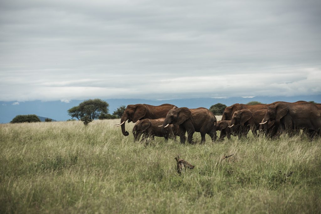 Tarangire-elephant-herd-1024x683.jpg