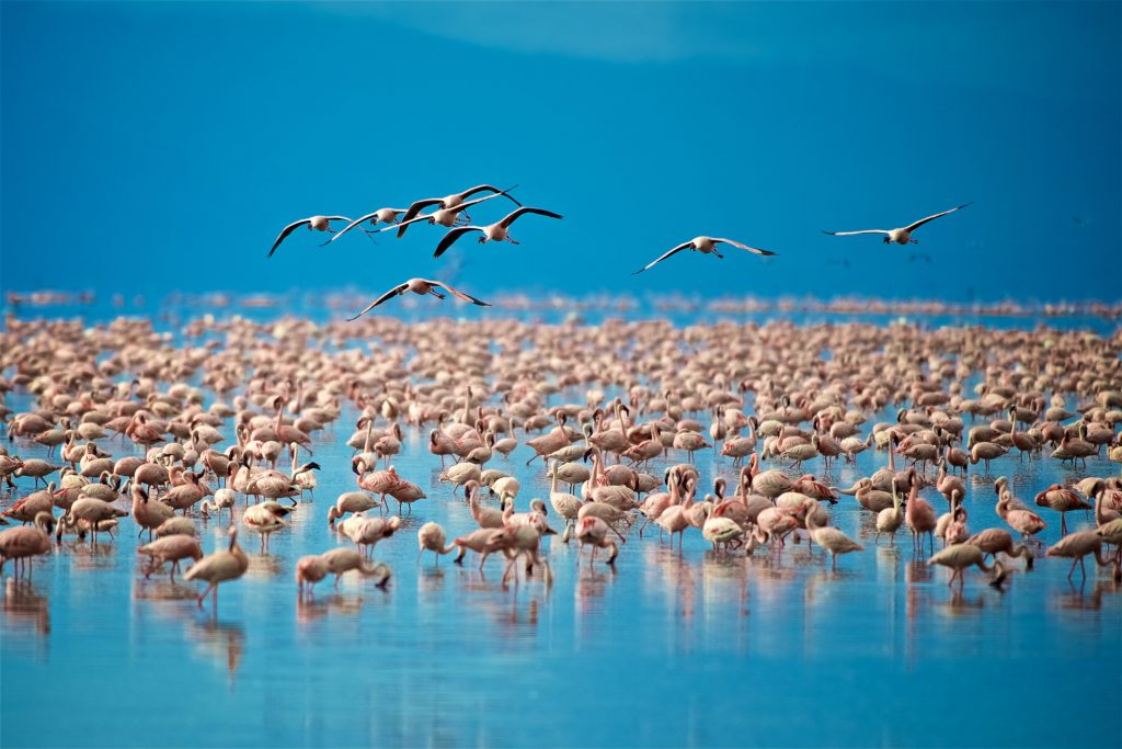 Lake-Manyara-flamingoes-2-1024x683.jpg
